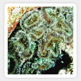 Green Sea Anemone Sticker